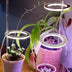 LED Grow Light Full Spectrum Angel Ring Phyto Grow Lamp USB Phytolamp - Minihomy