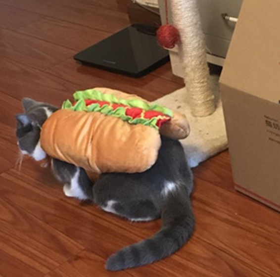 Pet Dog and Cat Costume, Cute Hot Dog Sandwich Costume, Funny Hot Dog Clothes, Cat Costume