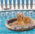 Dog Swimming Pool Inflatable Hammock Pets Pool Floating Bed Spring Summer Swimming Ring - Minihomy